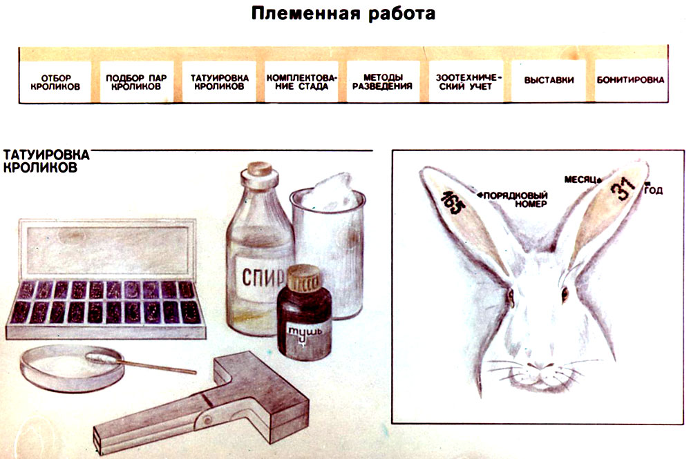 Бизнес план по кролиководству