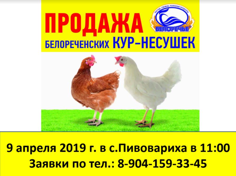 Куплю кур кемеровская область. Реклама кур несушек. Реклама продажи курицы. Несушки ру. Птицефабрика для кур несушек.