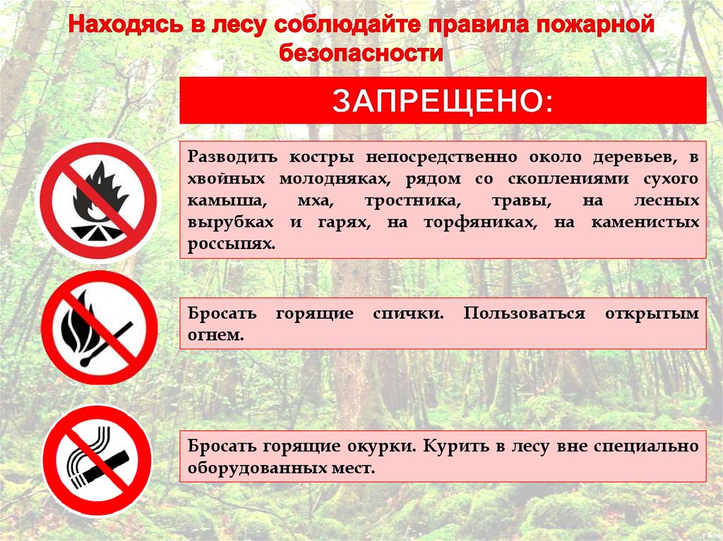 Где запрещено разводить костры выберите правильный ответ. Безопасность в лесу. Правила безопасности в лесу. Правила пожарной безопасности в лесу. Противопожарные правила в лесу.
