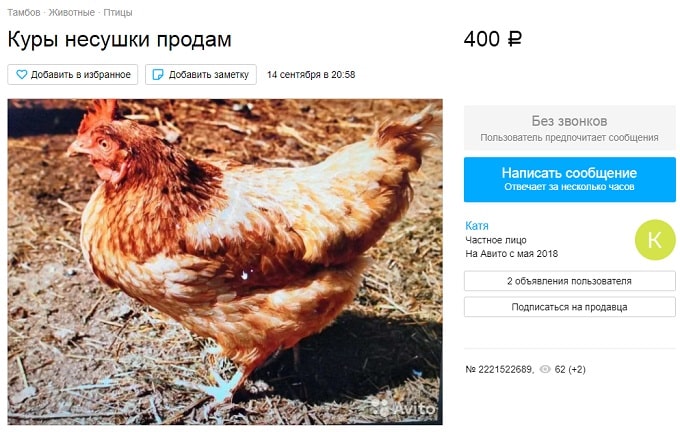 Авито продам курицу. Объявления о продаже кур несушек. Бизнес курица. Деловая курица. Поилка для кур.