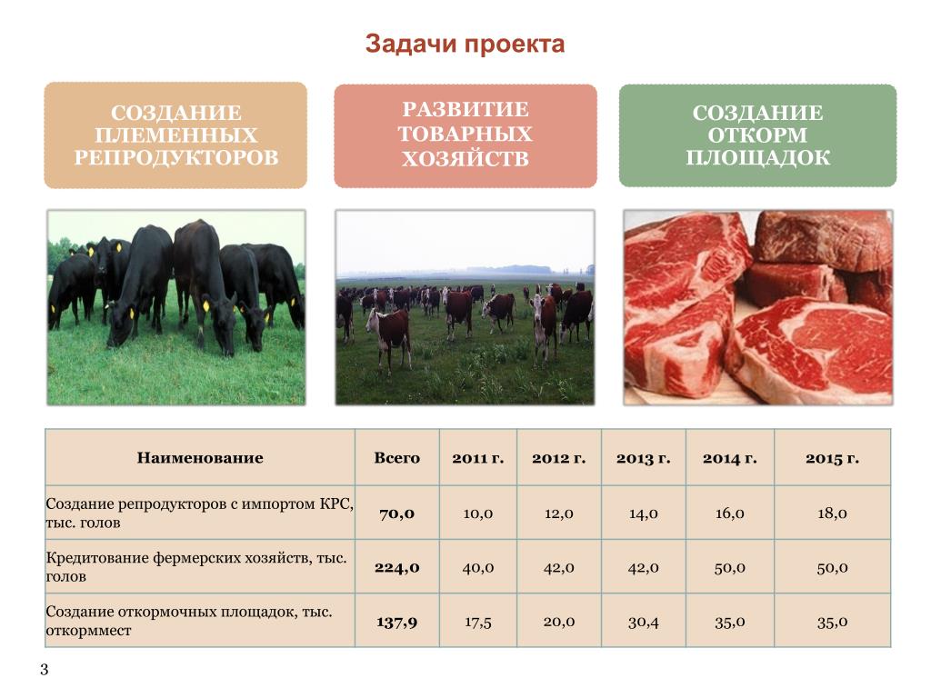 План о крупном рогатом скоте