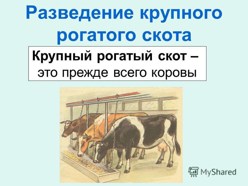 Разведение крупного скота