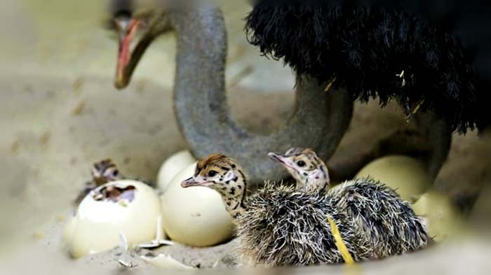 Появление птенцов страуса