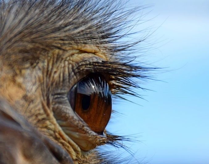Глаз страуса