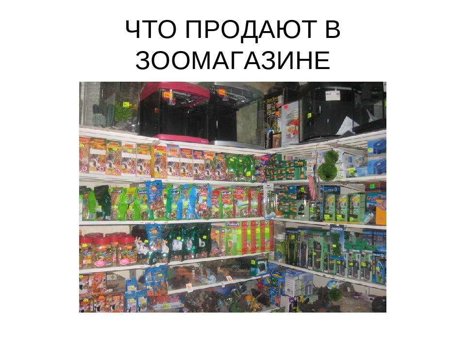 Организационный план зоомагазина