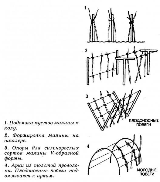 Выращивание малины в теплице 