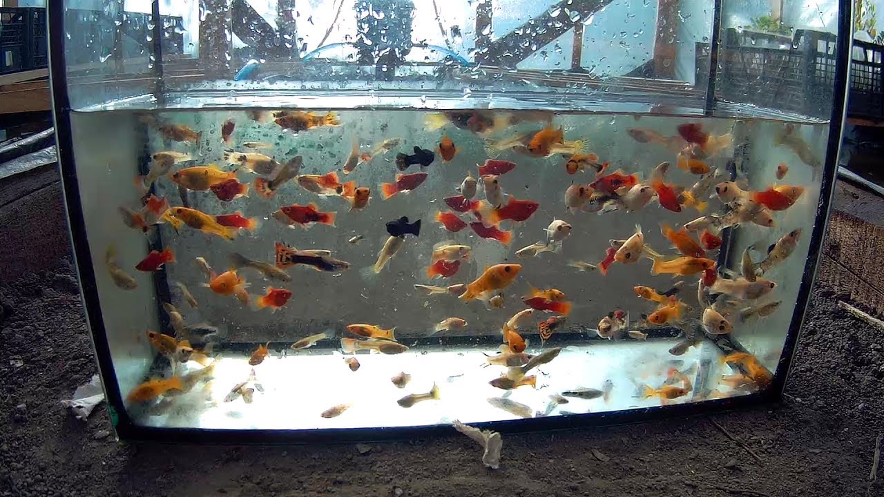 В новый аквариум запустили 14 рыбок