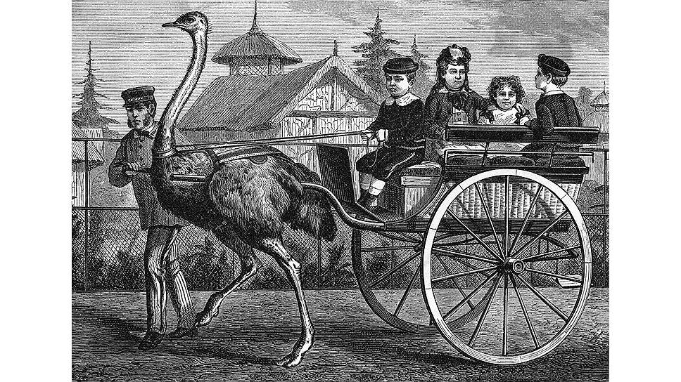 Люди очень давно поняли, что страус — полезное животное