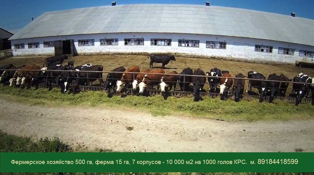 Купить Фермерское Хозяйство В России На Авито