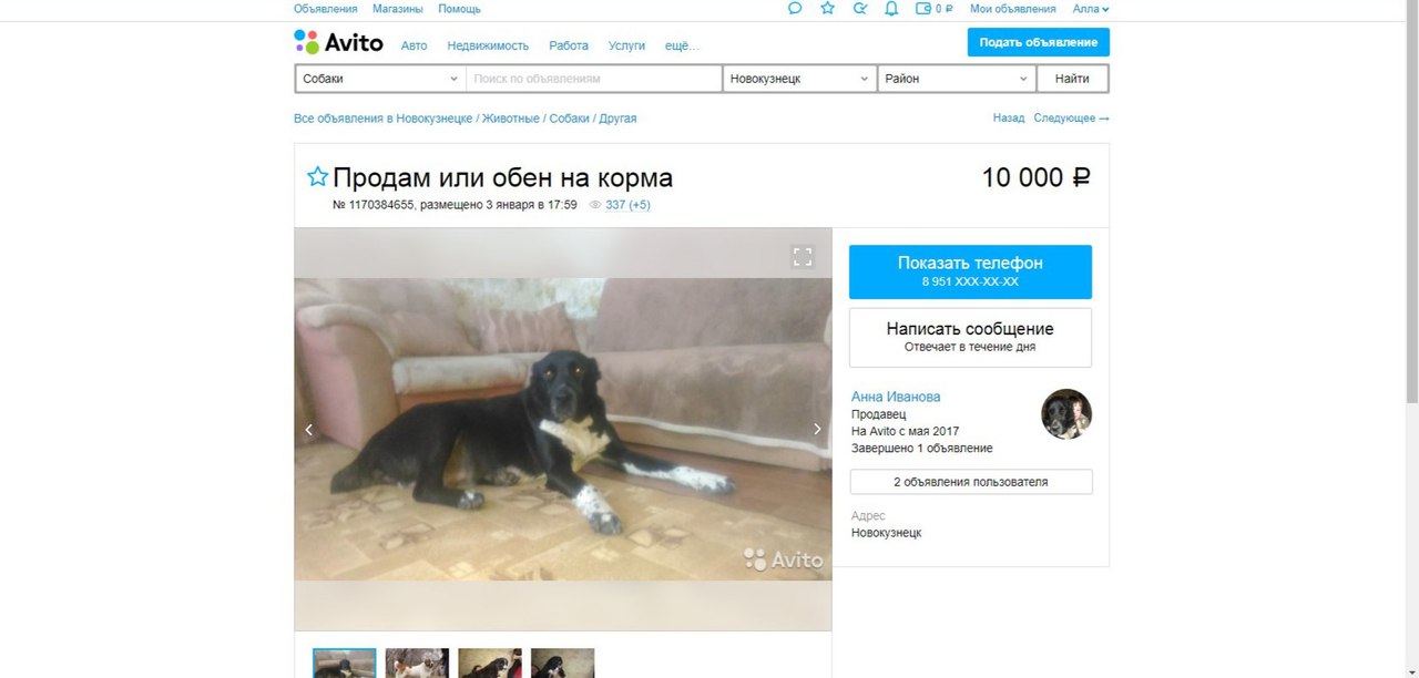 Объявления на авито новокузнецк. Avito Новокузнецк. Авито Новокузнецк объявления. Продаются щенки объявление. Объявление продается собака.