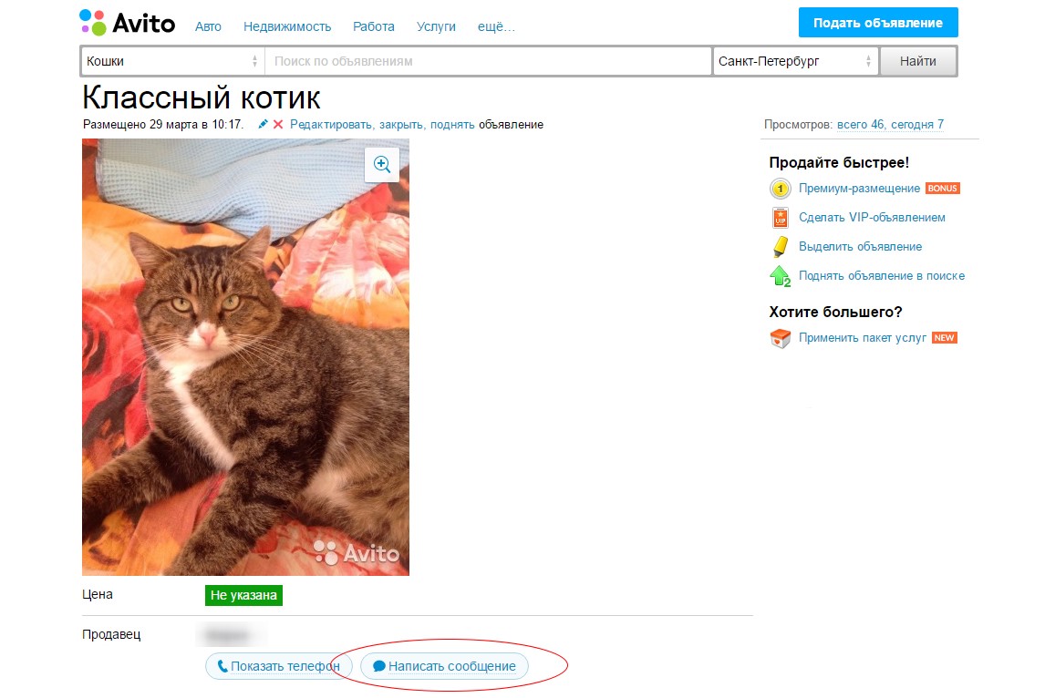 Поиск просмотров. Как отправить фото на авито. Переписка с авито котенок. Не отправляется сообщение авито. Как на авито отправить фото в сообщении.