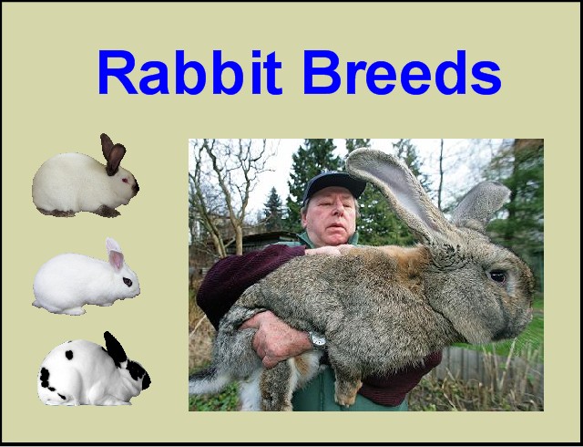 Breeds of Rabbits