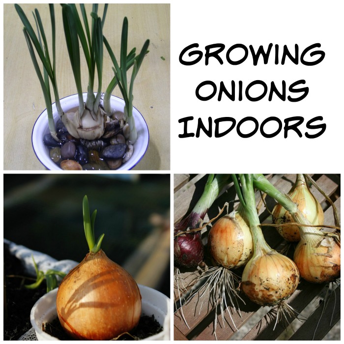 Growing Onions Indoors is easy
