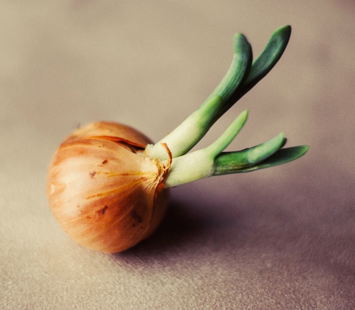 This onion has sprouted and split the skin