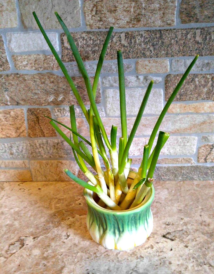 Growing green onions in water can be done in just one week.