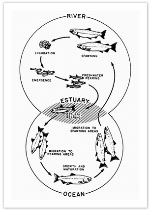 Life cycle of a salmon, from egg to adult fish