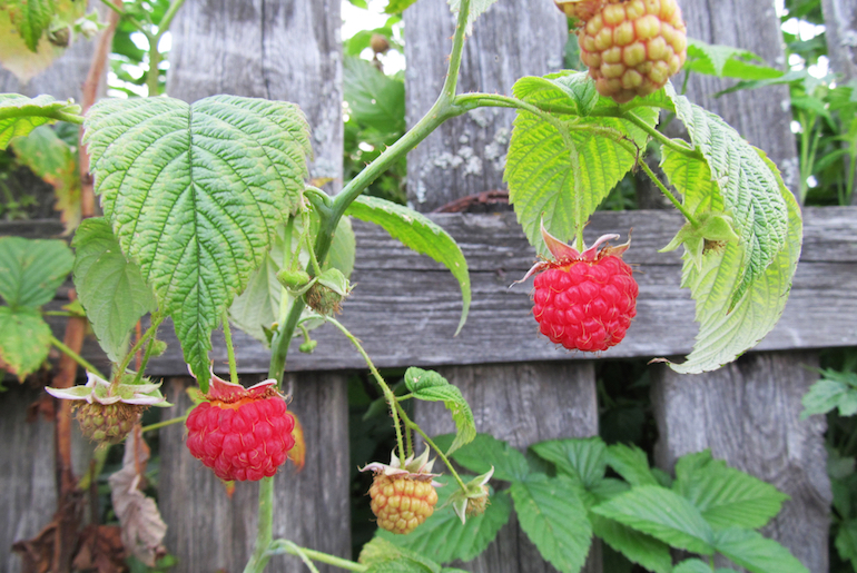 summer fruiting raspberries on fencing