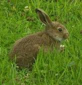 кролиководство как бизнес, преимущества разведения кроликов, мясо кроликов, пух кроликов, шкурки кроликов, кролики