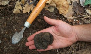 Почва для трюфелей в дома